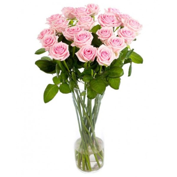 Soft Pink Roses for Home or Office